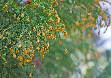 杉 種類|スギ（杉）とは｜育て方がわかる植物図鑑｜みんなの 